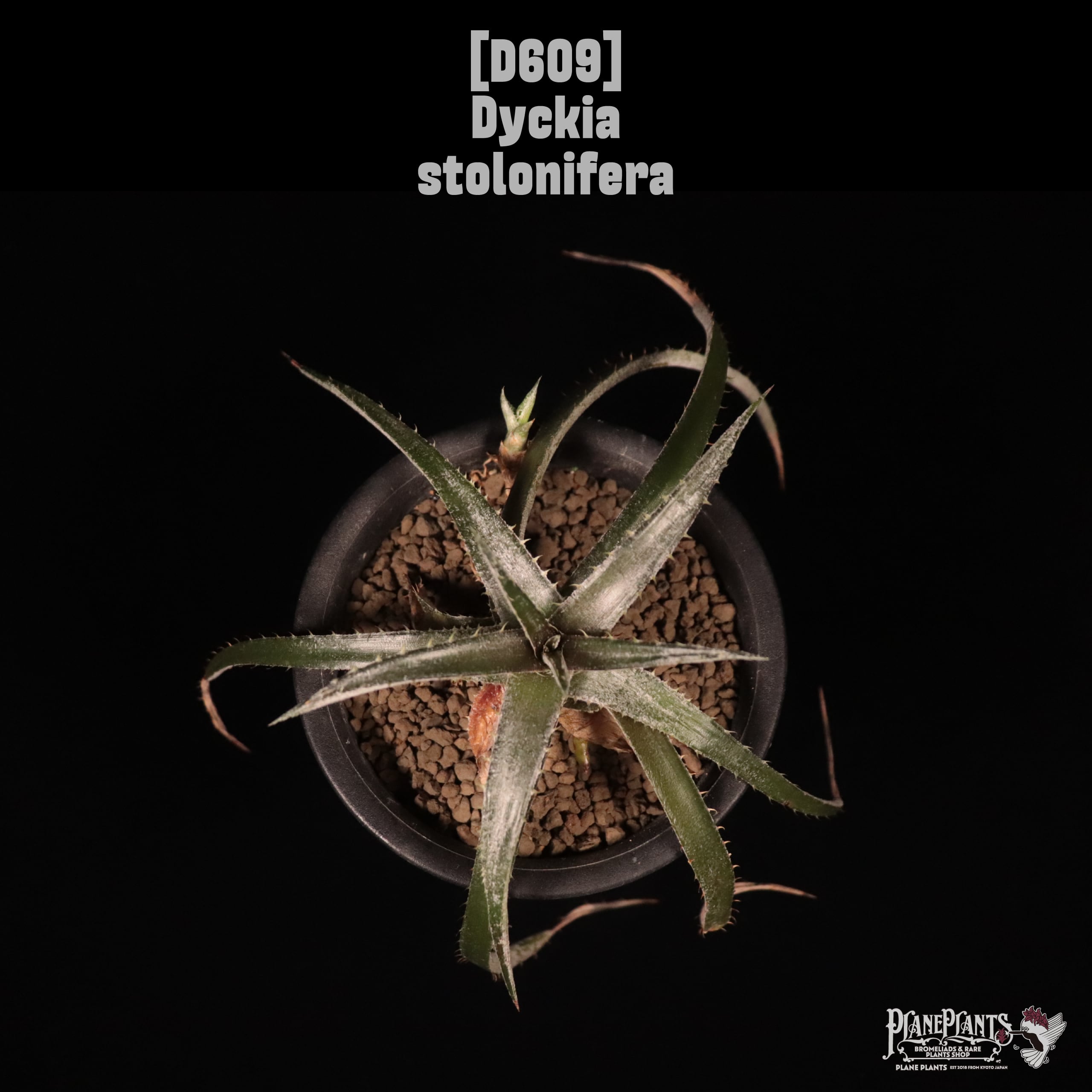 Dyckia stolonifera〔ディッキア〕D609