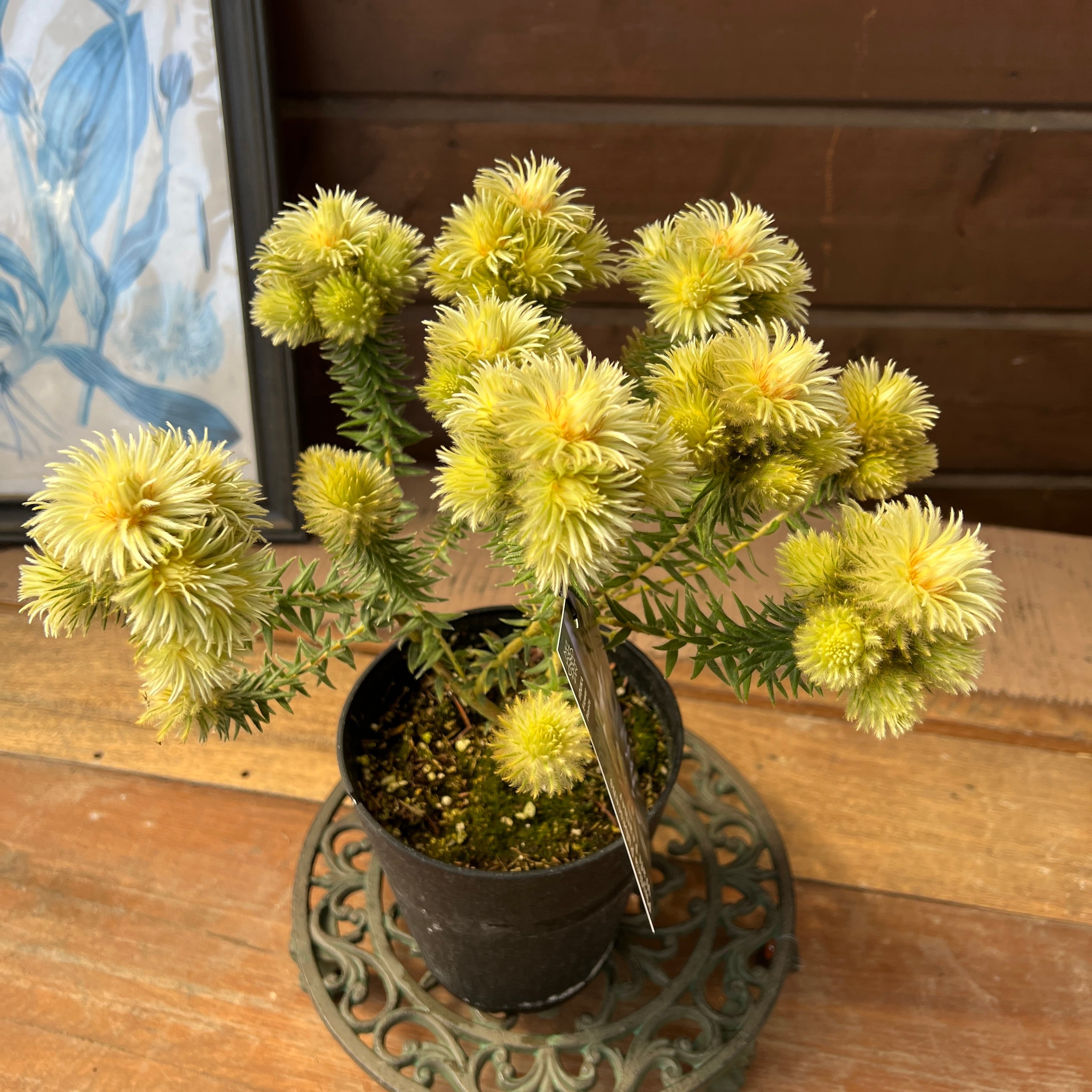 フィリカ プベッセンスワフトフェザ② | 沼ノ上農園