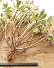 発根済カット苗 アエオニウム 太陽神 サンゴッド 大群生 Aeonium 'Sun God'