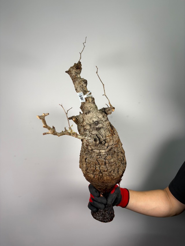 F172 現地発根株 オペルクリカリア パキプス 6/15 入荷 Operculicarya pachypus 塊根植物 現地球