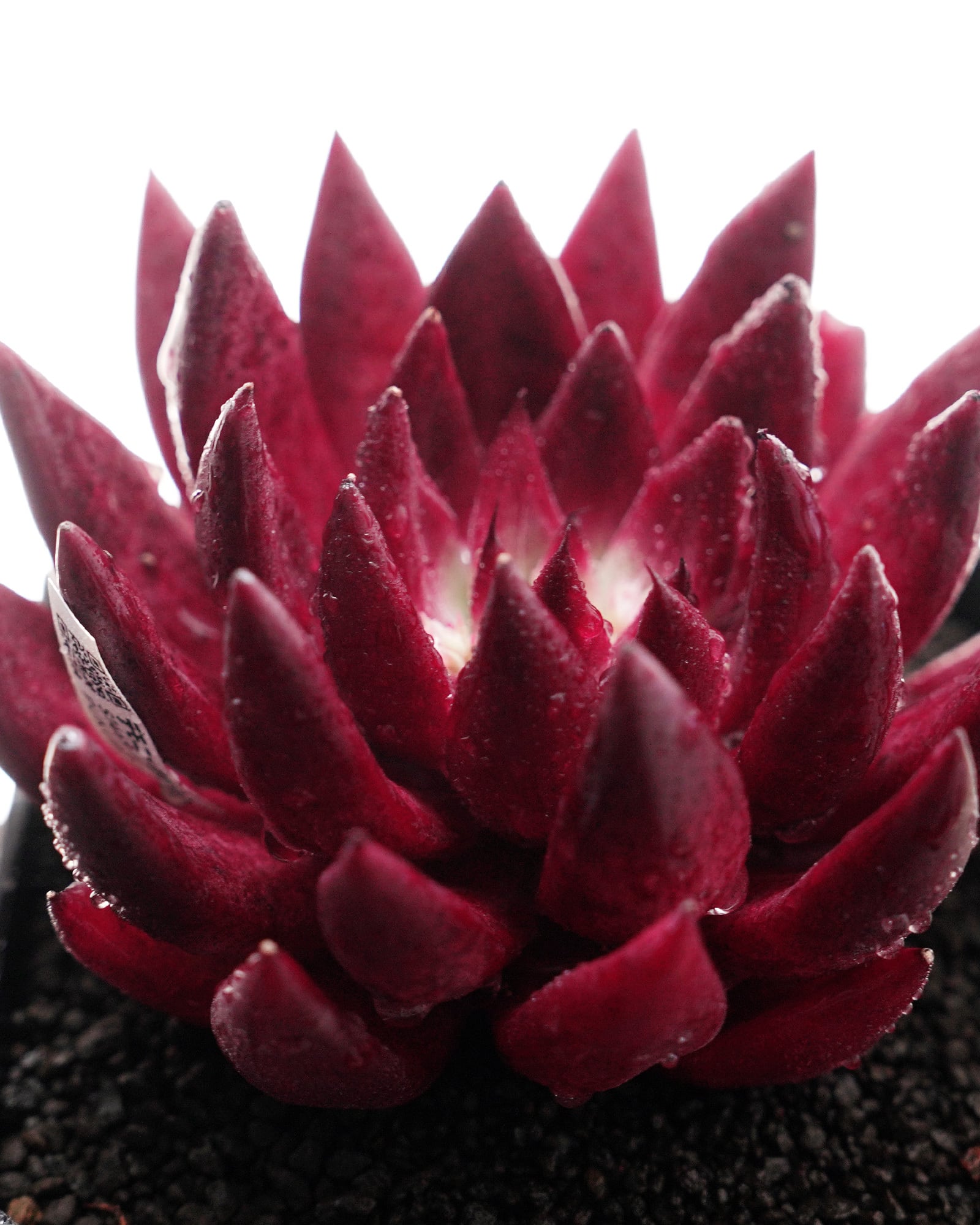 カット苗 ハオルチア 月影 Haworthia 'Tsukikage' | PUKUBOOK SUCCULENTS