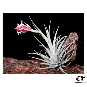 Tillandsia stricta var. albifolia (White Flower)