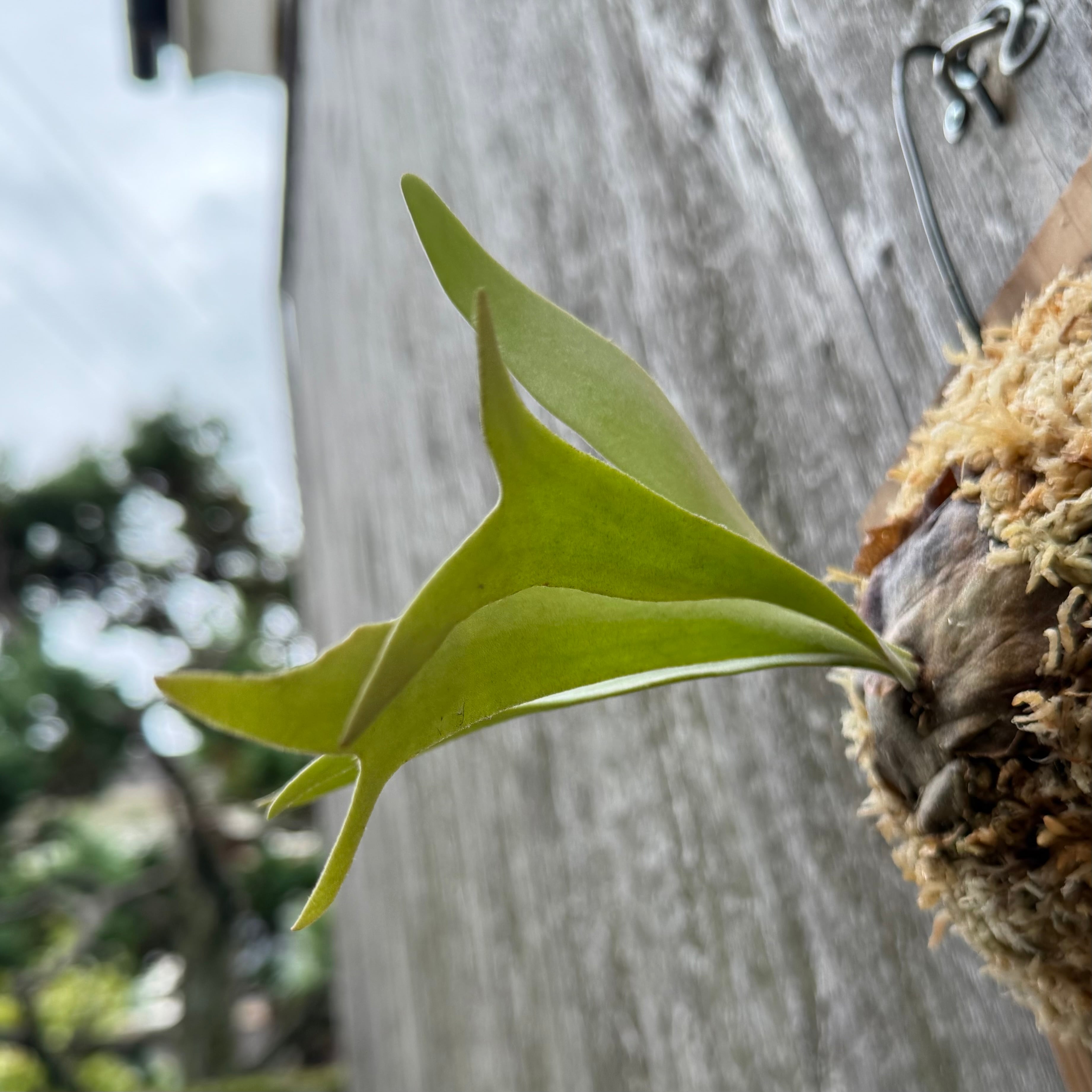 P. willinckii cv Cinderella (pup) | naturefix