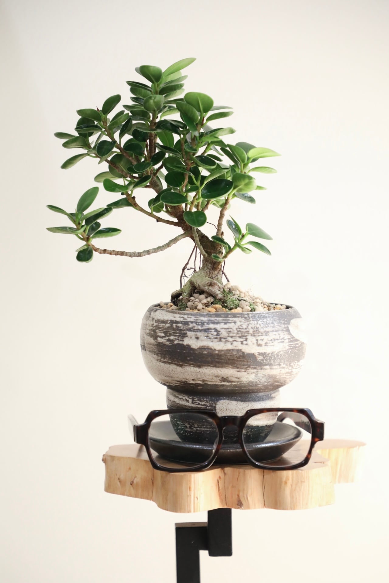 パンダガジュマル　希望の商品を選べます パンダ ガジュマル | 観葉植物通販HitoHana(ひとはな)