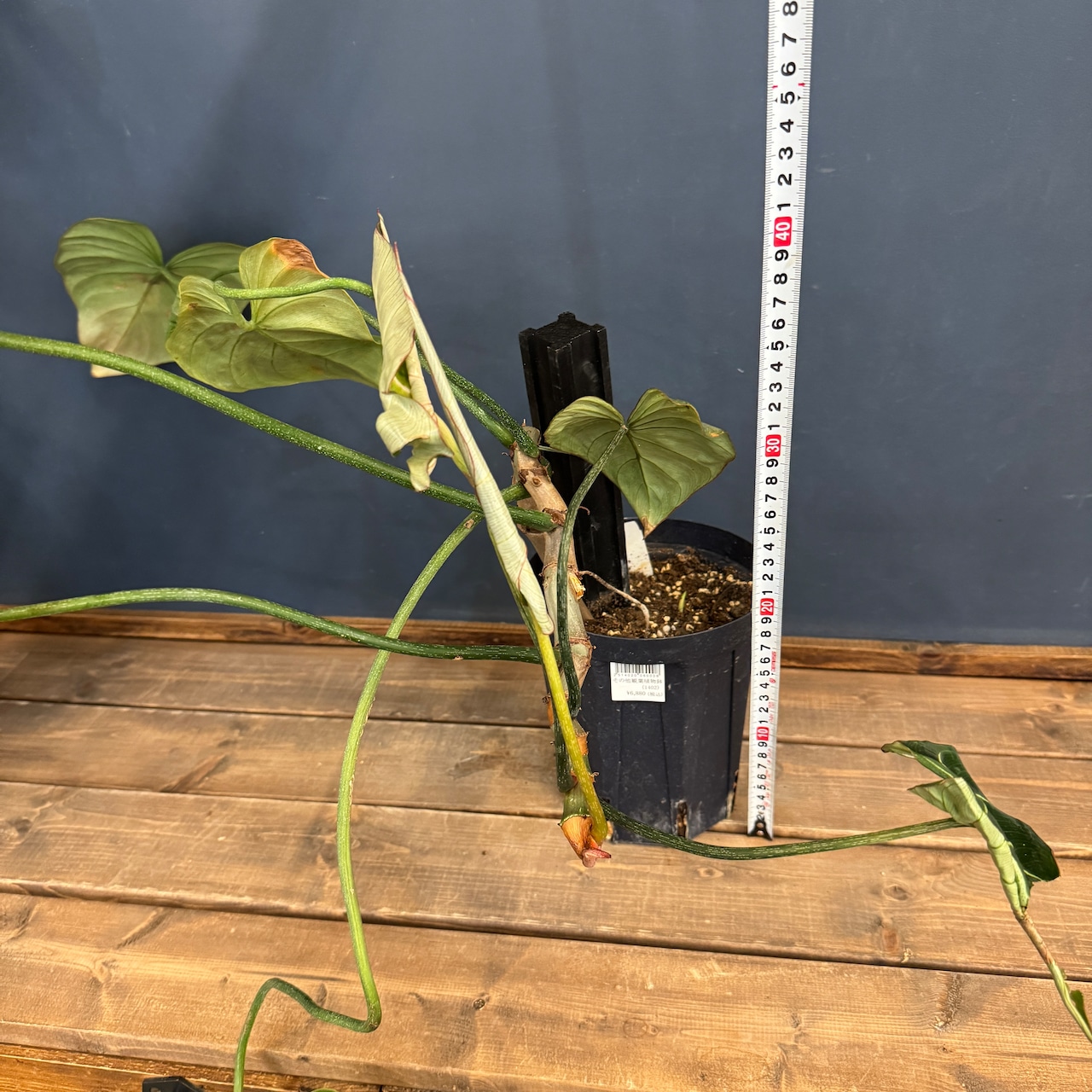 【クリアランス】フィロデンドロン グロリオーサム【16】