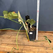 【クリアランス】フィロデンドロン グロリオーサム【16】