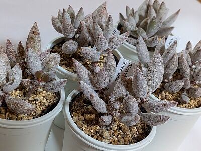 kotokudo