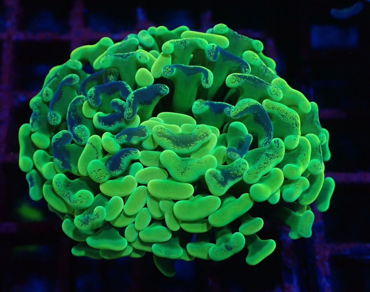 Neon Pulse 6