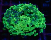 Neon Pulse 6