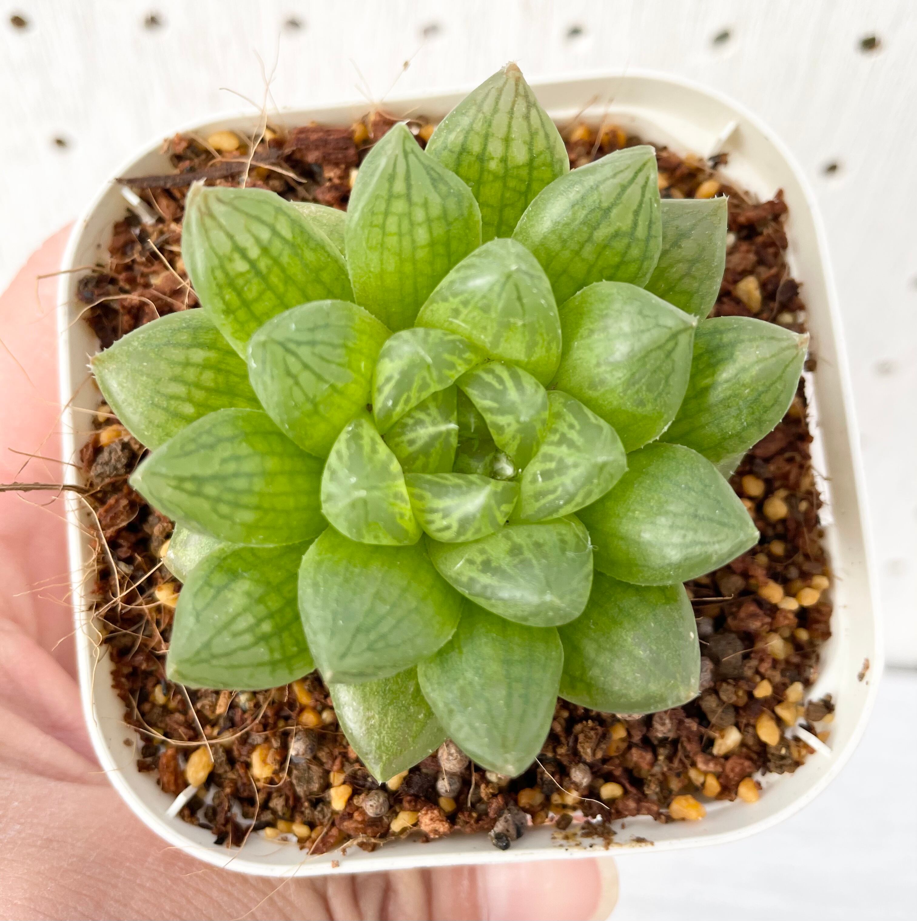 ハオルチア トランシエンス Palmhealing