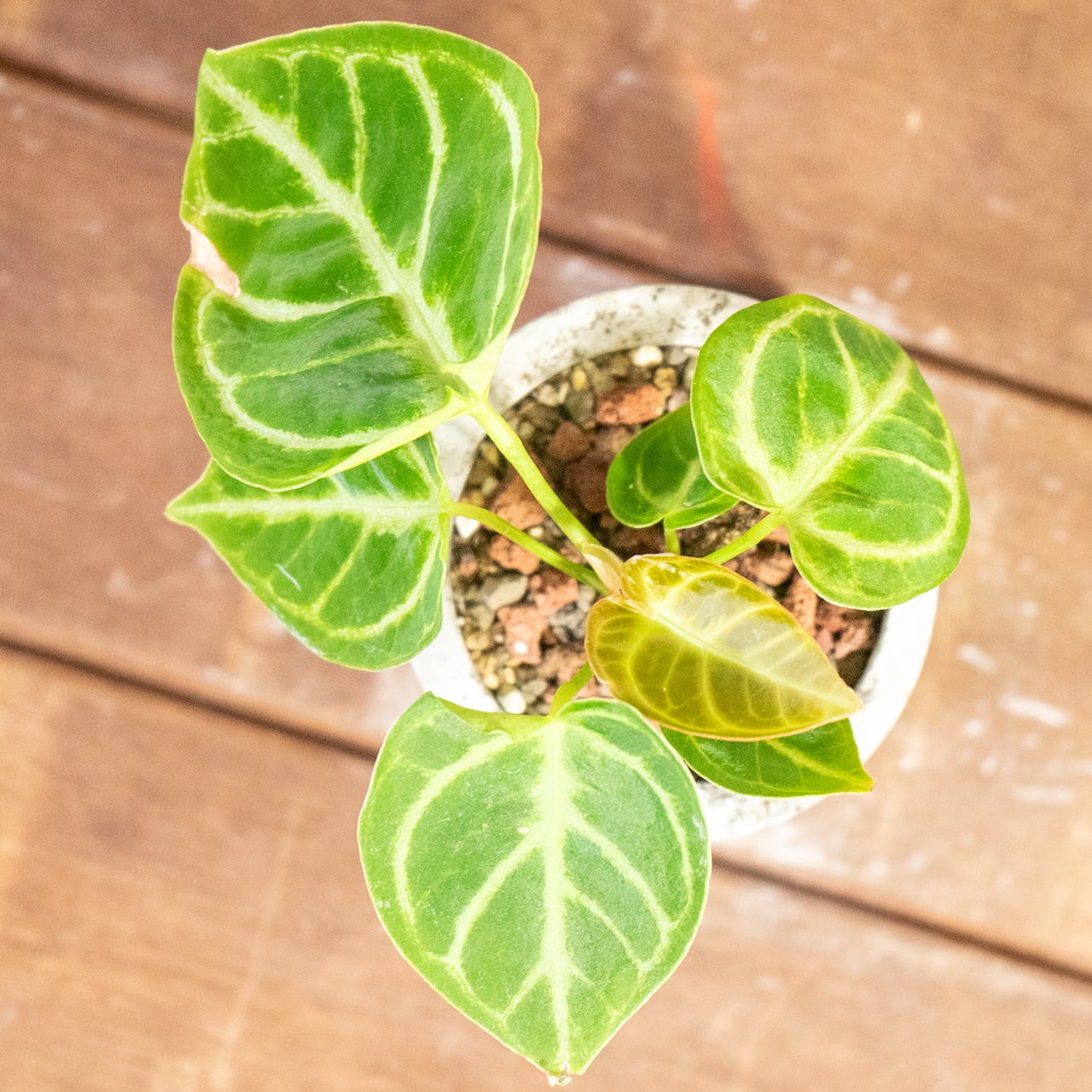 アンスリウム・ドラヤキ｜明るい葉色と立体的な葉脈が魅力の一点物【手づくりモルタル鉢】