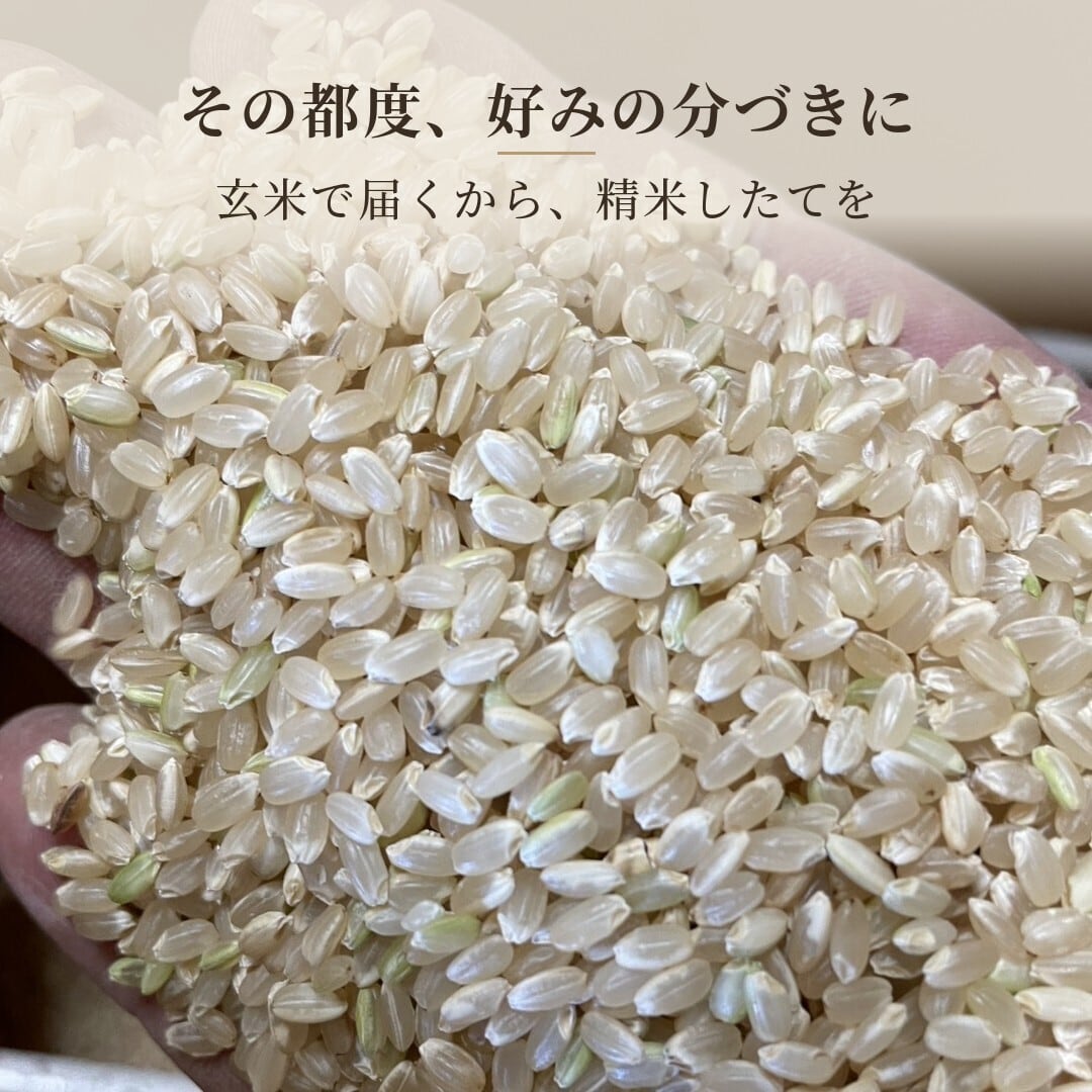 自然栽培 朝日米 定期便｜毎月 30kg｜玄米｜無農薬｜岡山県倉敷産