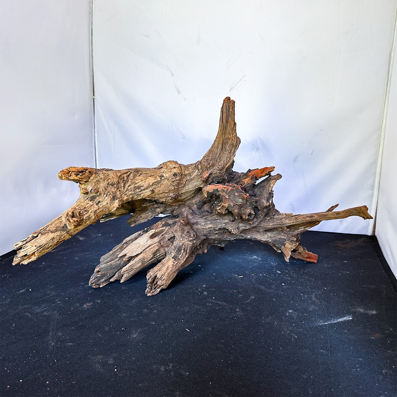 静寂と荘厳を映す造形の極み】ディープホーンウッド/Deep Hornwood