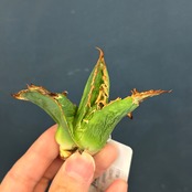 アガベ　チタノタ　ネアンデルタール【592】