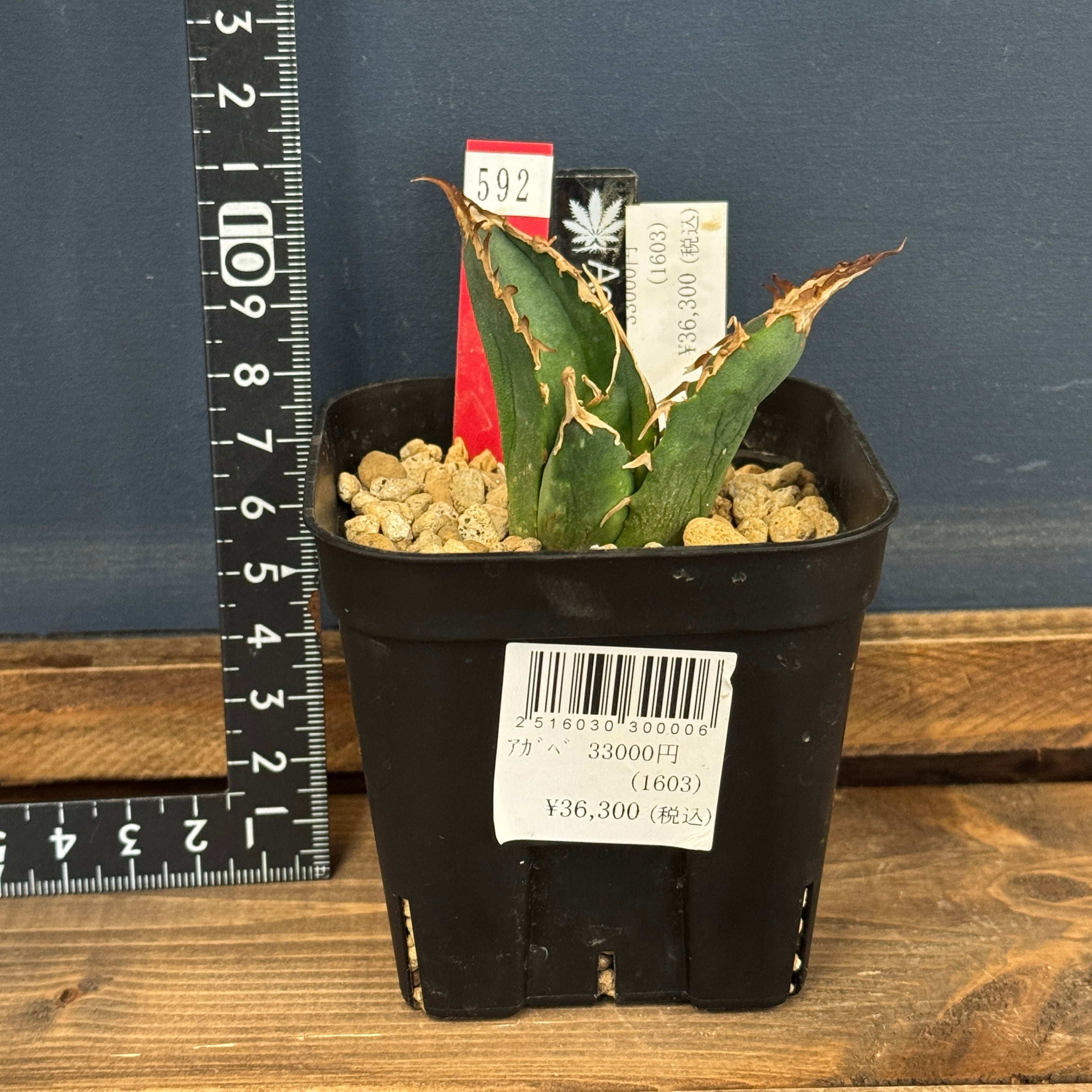 アガベ ネアンデルタール　イラン株 Amazon.co.jp: アガベ チタノタ イラン株 ペルシアンドワーフ 極上株