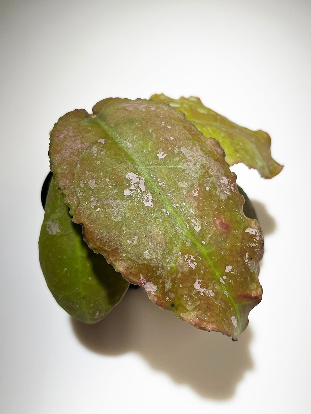 ホヤ ウンデュラータ【Hoya undulata】 | acore Inc.