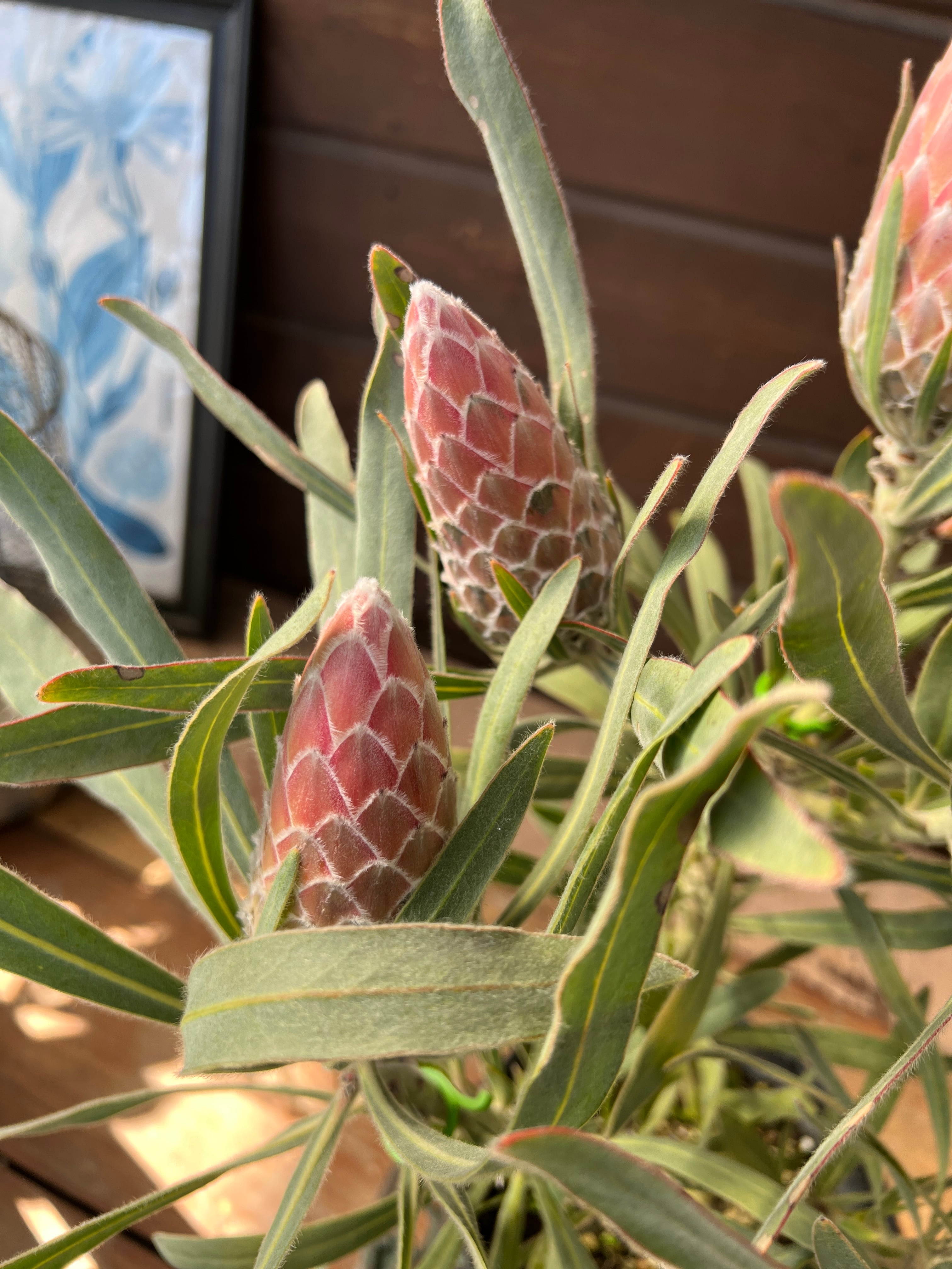 プロテア ジュリエット① 花:7個 | 沼ノ上農園