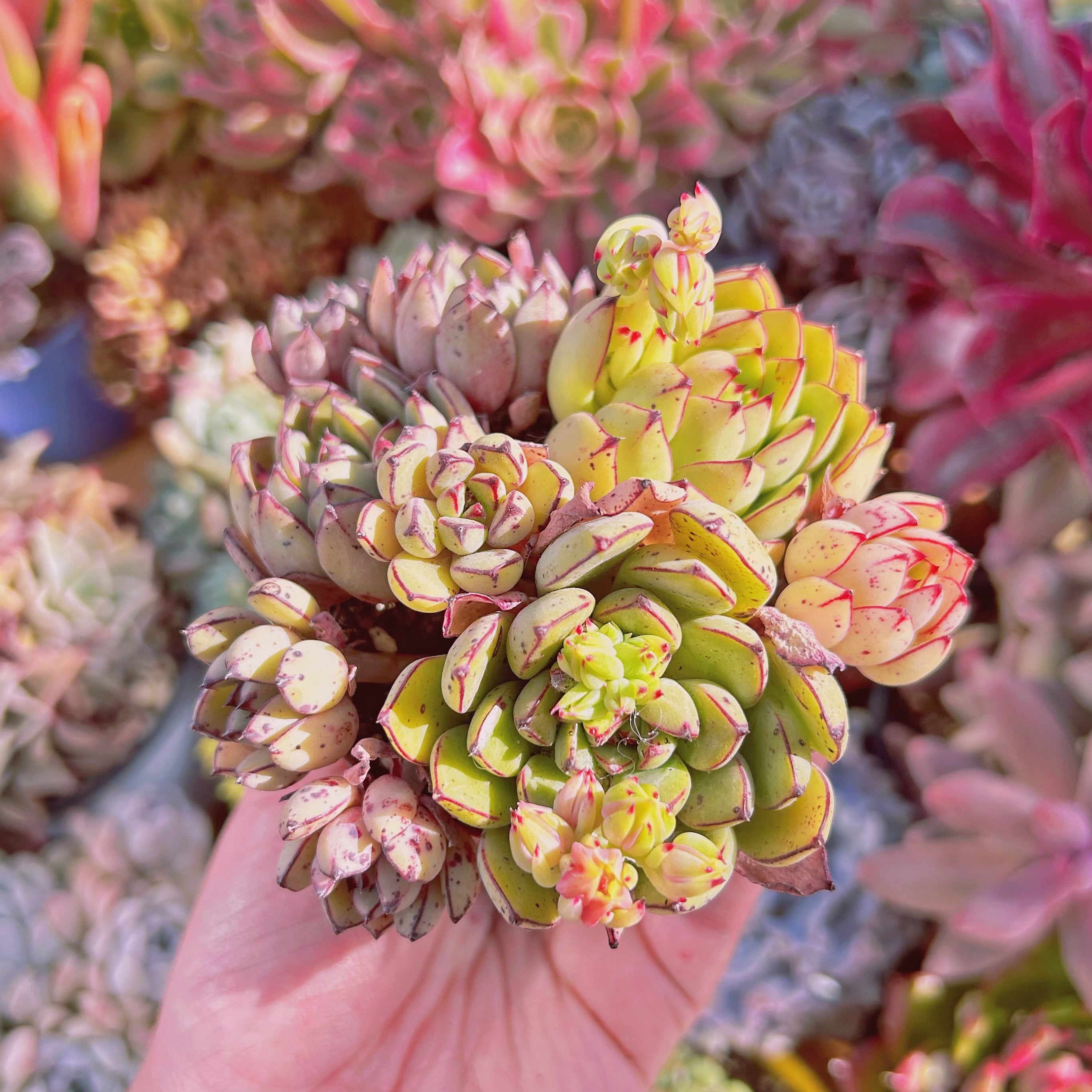 現物　多肉植物　シンデレラ　特大