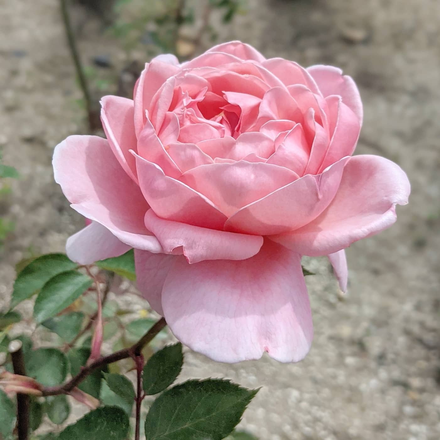 ブラザー カドフィール | 天空のバラ園(無農薬バラ苗・花苗