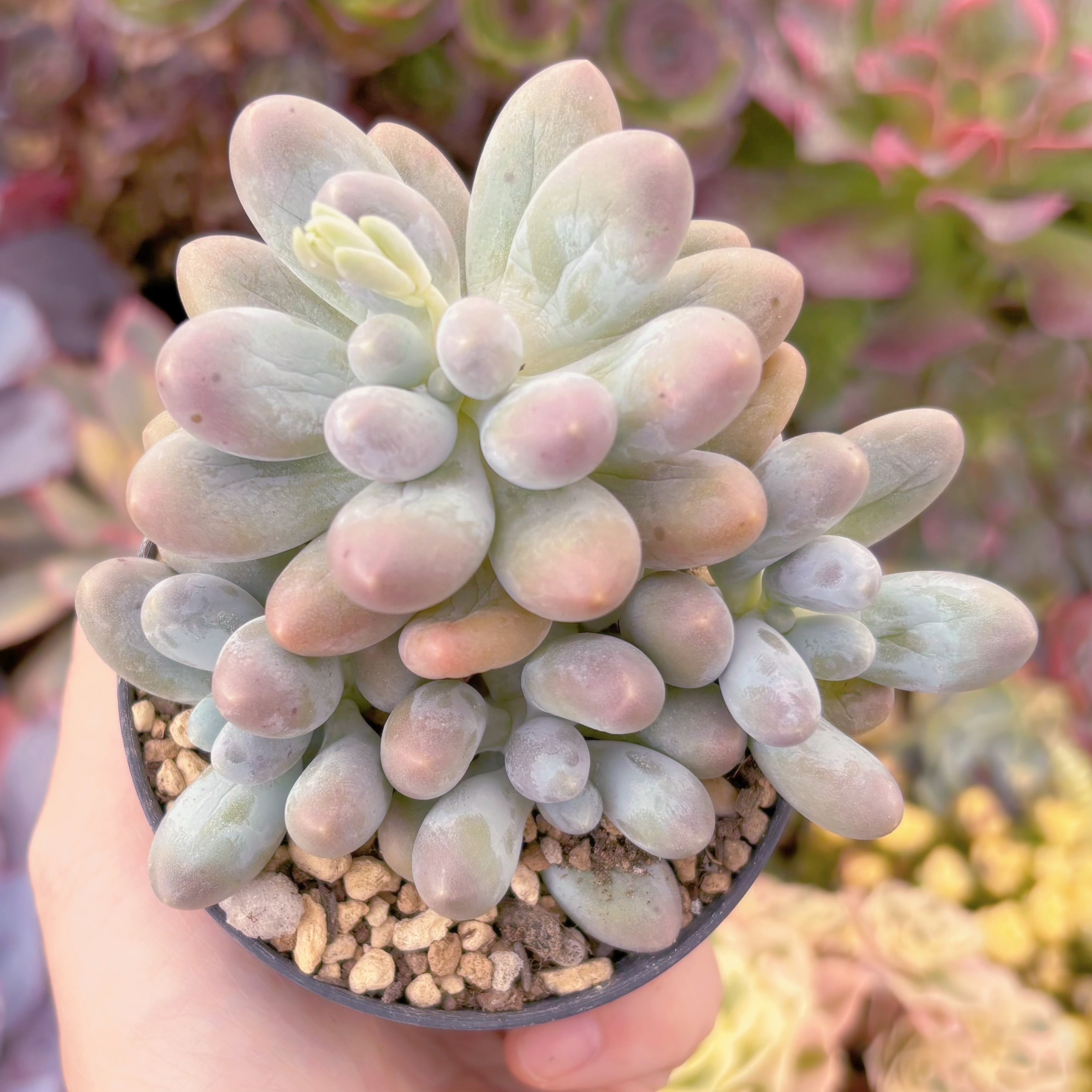 現品 湯園チーズ#1124 群生 るる農園 | るる農園~多肉植物専門