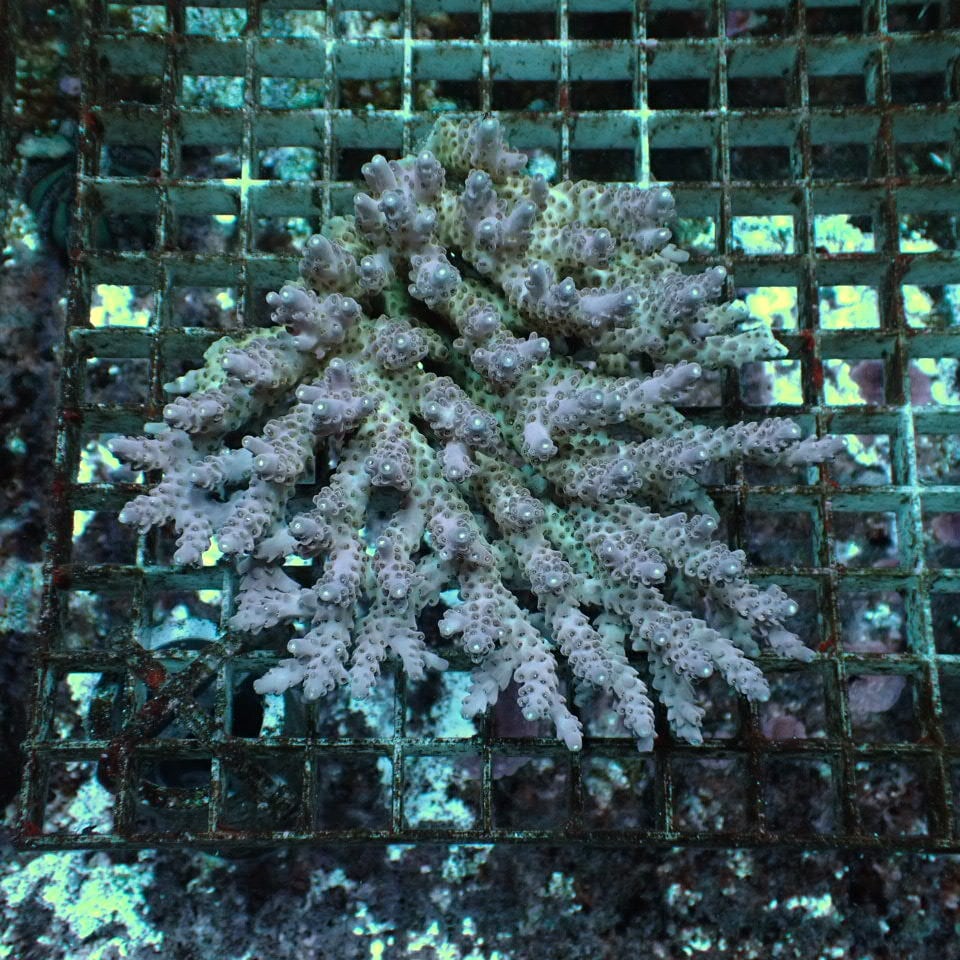 HOUSE REEF(ハウスリーフ)サンゴ・海水魚・海藻・通販・大阪・関西