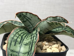 サンスベリア クレオパトラ