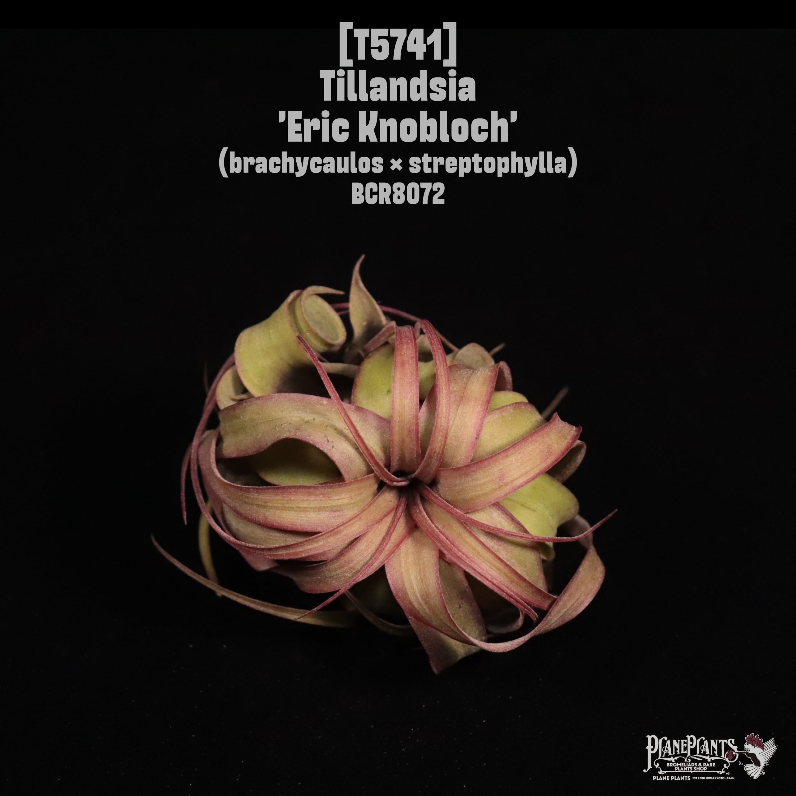 Tillandsia 'Eric Knobloch'〔ティランジア〕T5741