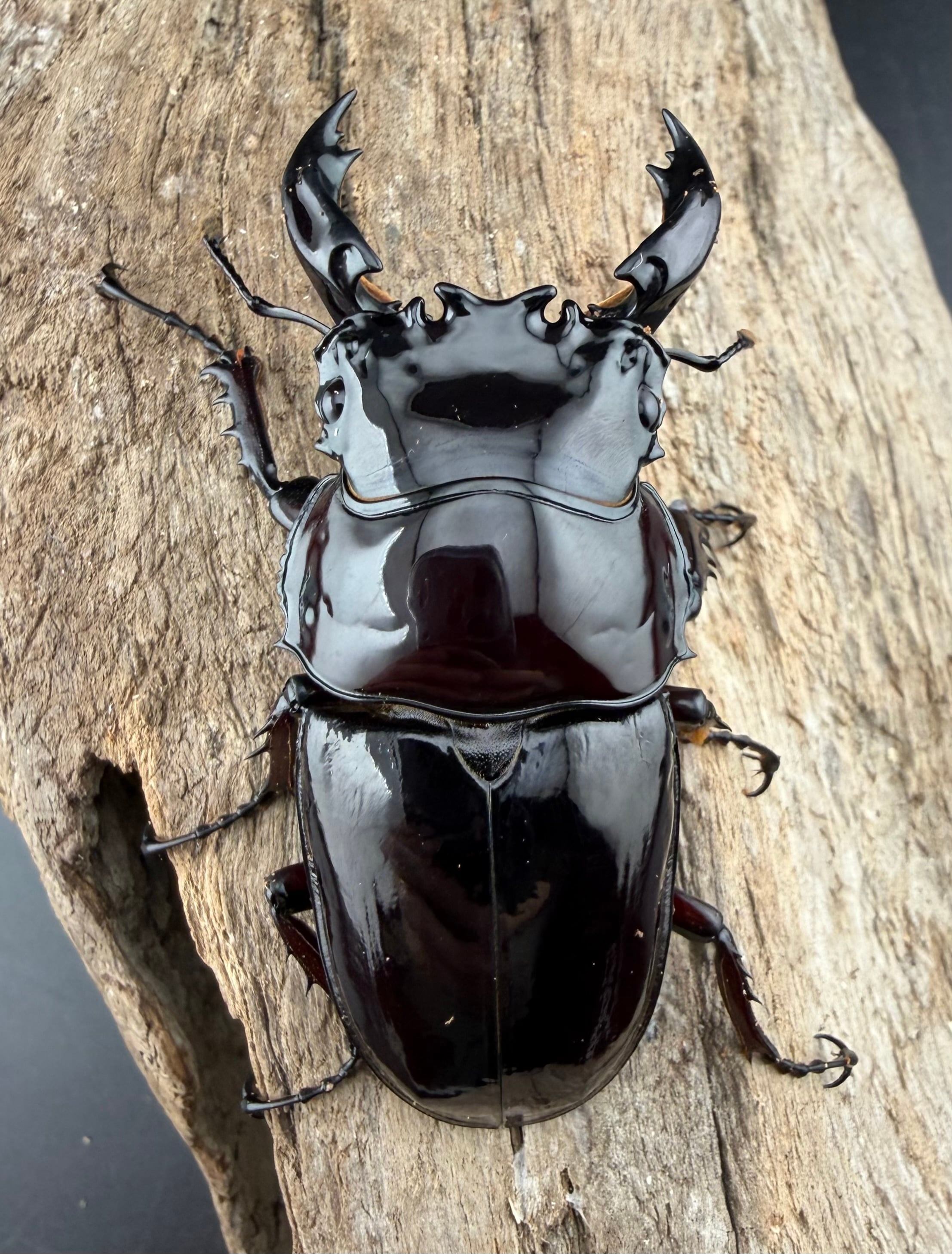 赤レギウスオオツヤクワガタ 66.5mm ♂単》 | KPW公式オンラインショップ