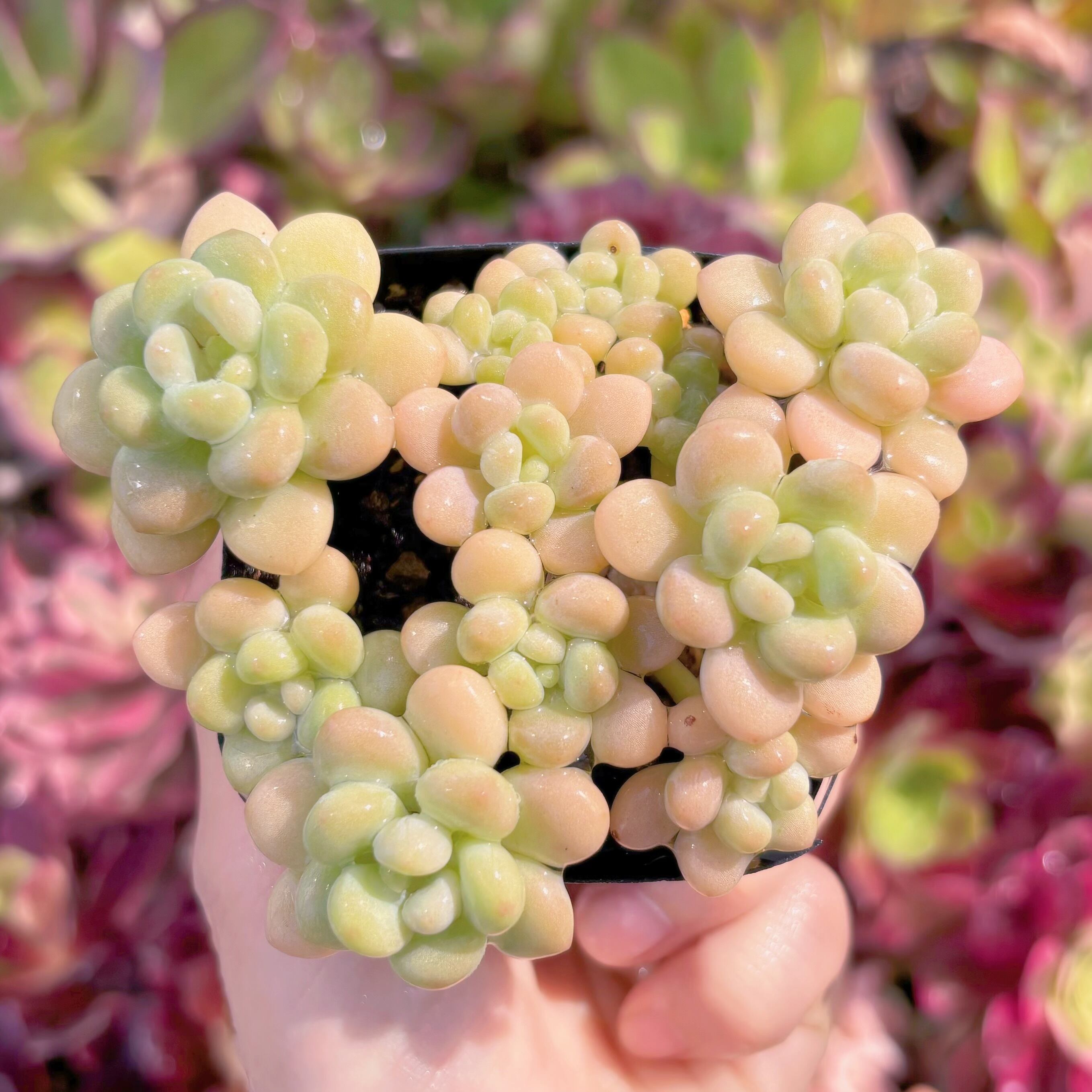 現品　チューインガム#F016　るる農園