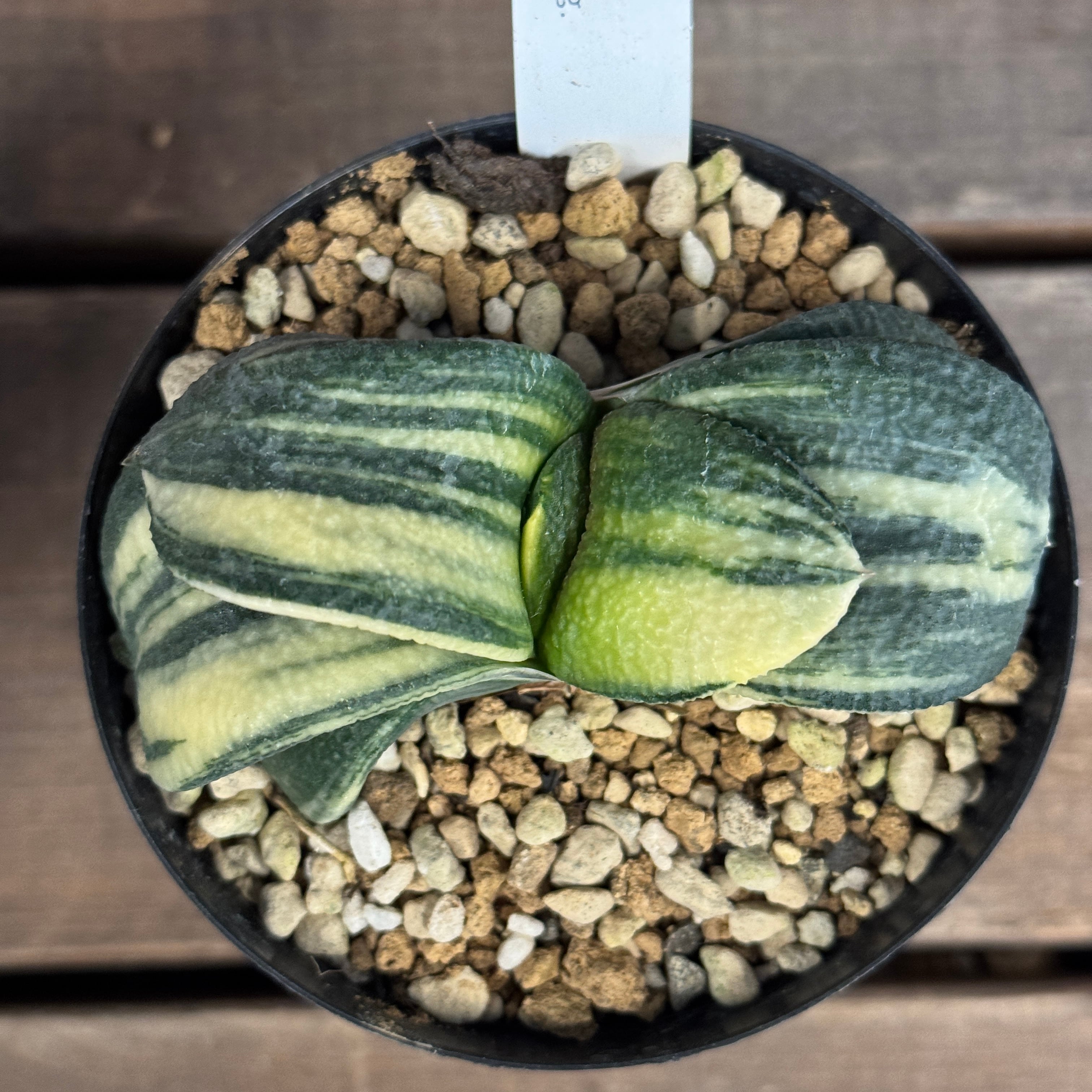 ガステリア 臥牛錦【854】 | PROTOLEAF プロトリーフ