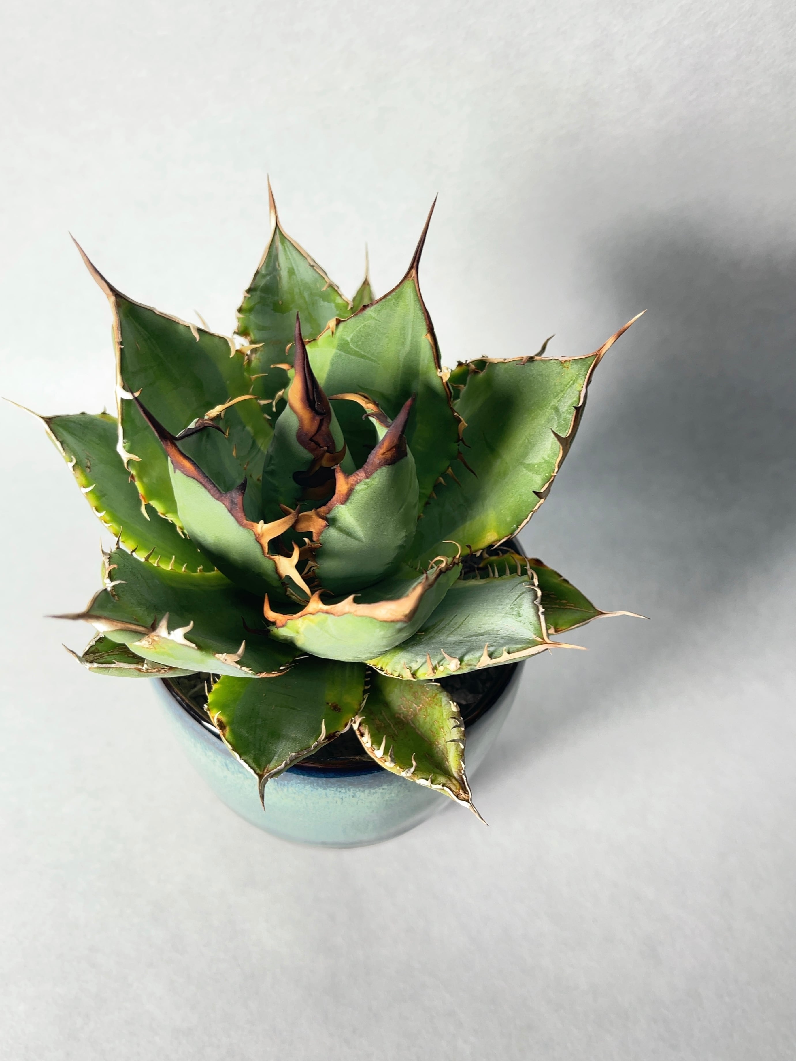 アガベ・ナンバーワン錦 | trigger