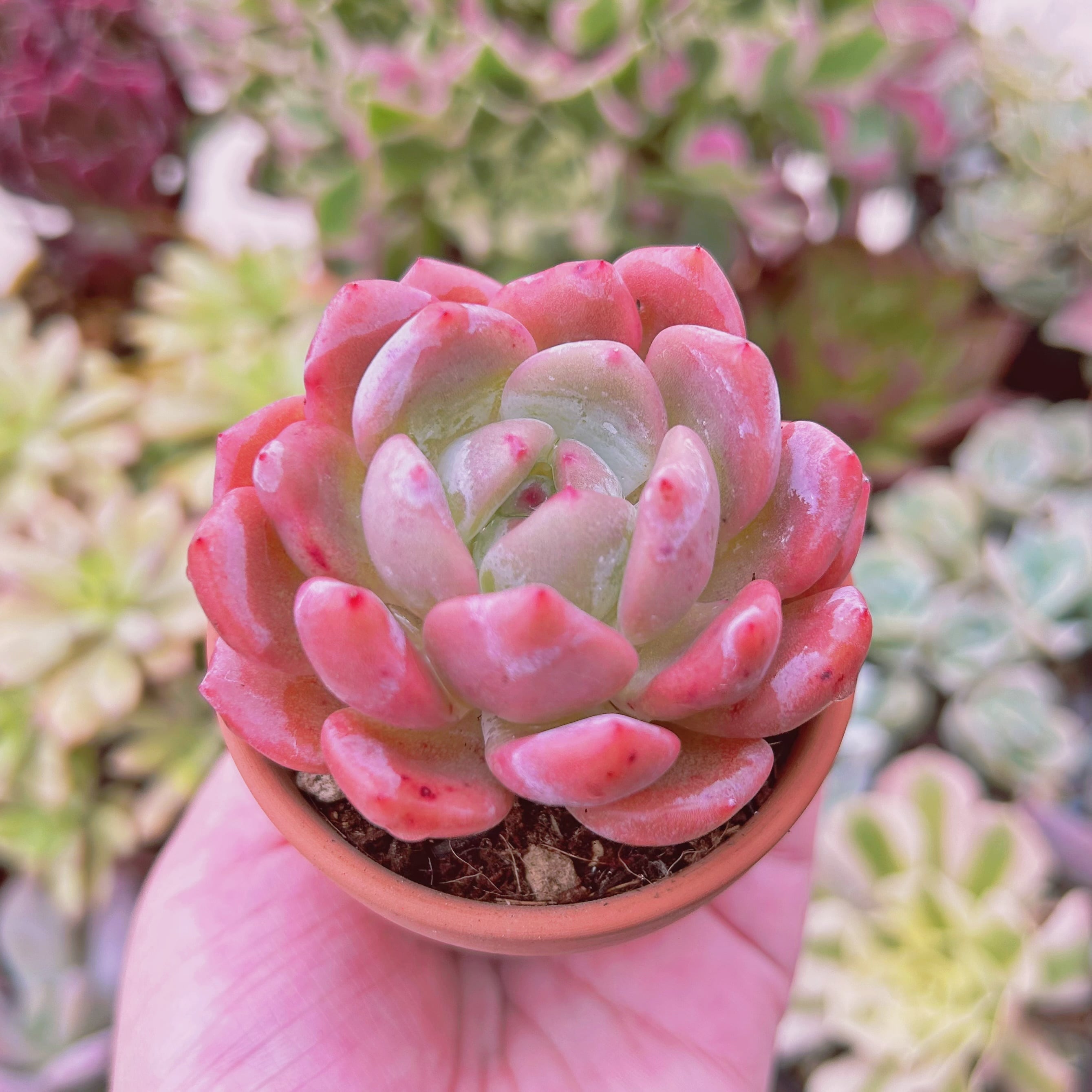 多肉植物 新品種 Echeveria レッドストーン | るる農園~多肉植物専門