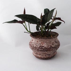 鳥居明生  plant pot /no,31 シンゴニウムチョコレート