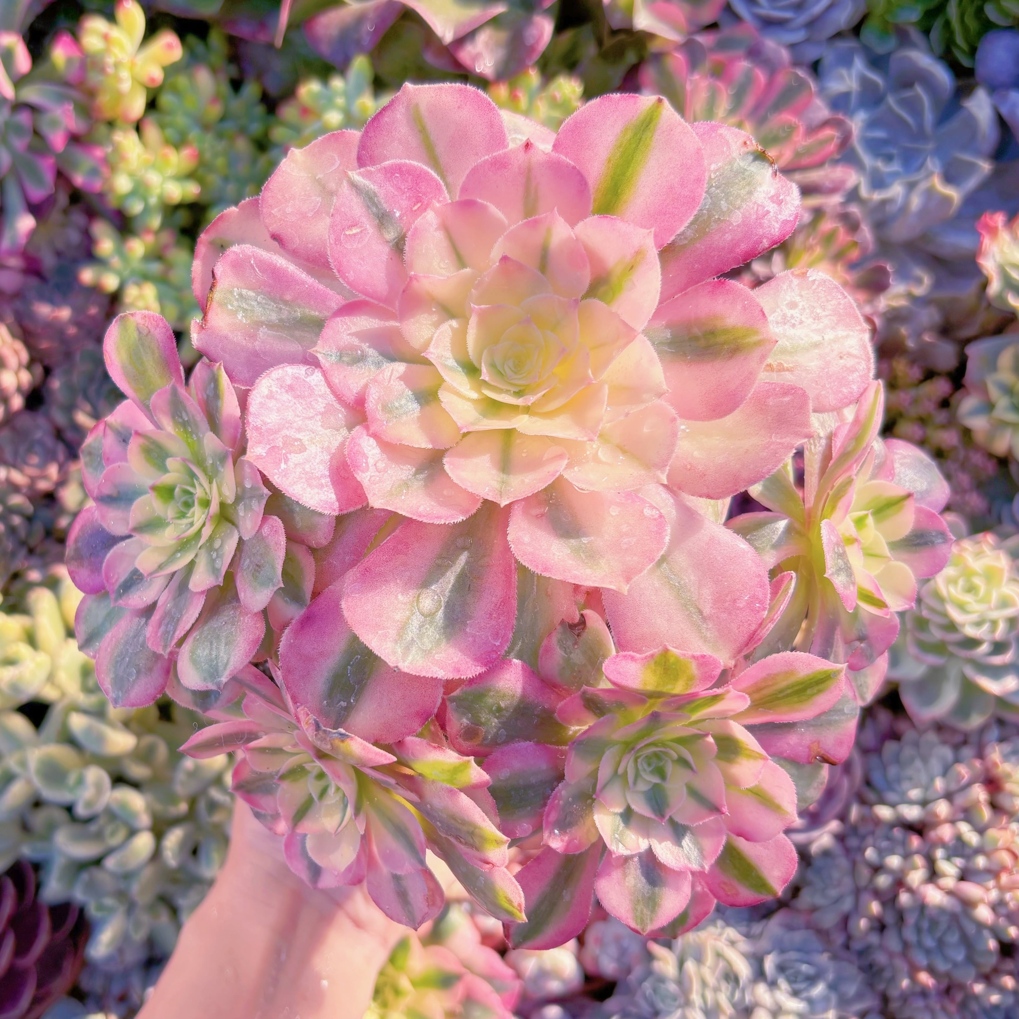 現品　美人鏡錦#M226　特大群生　るる農園