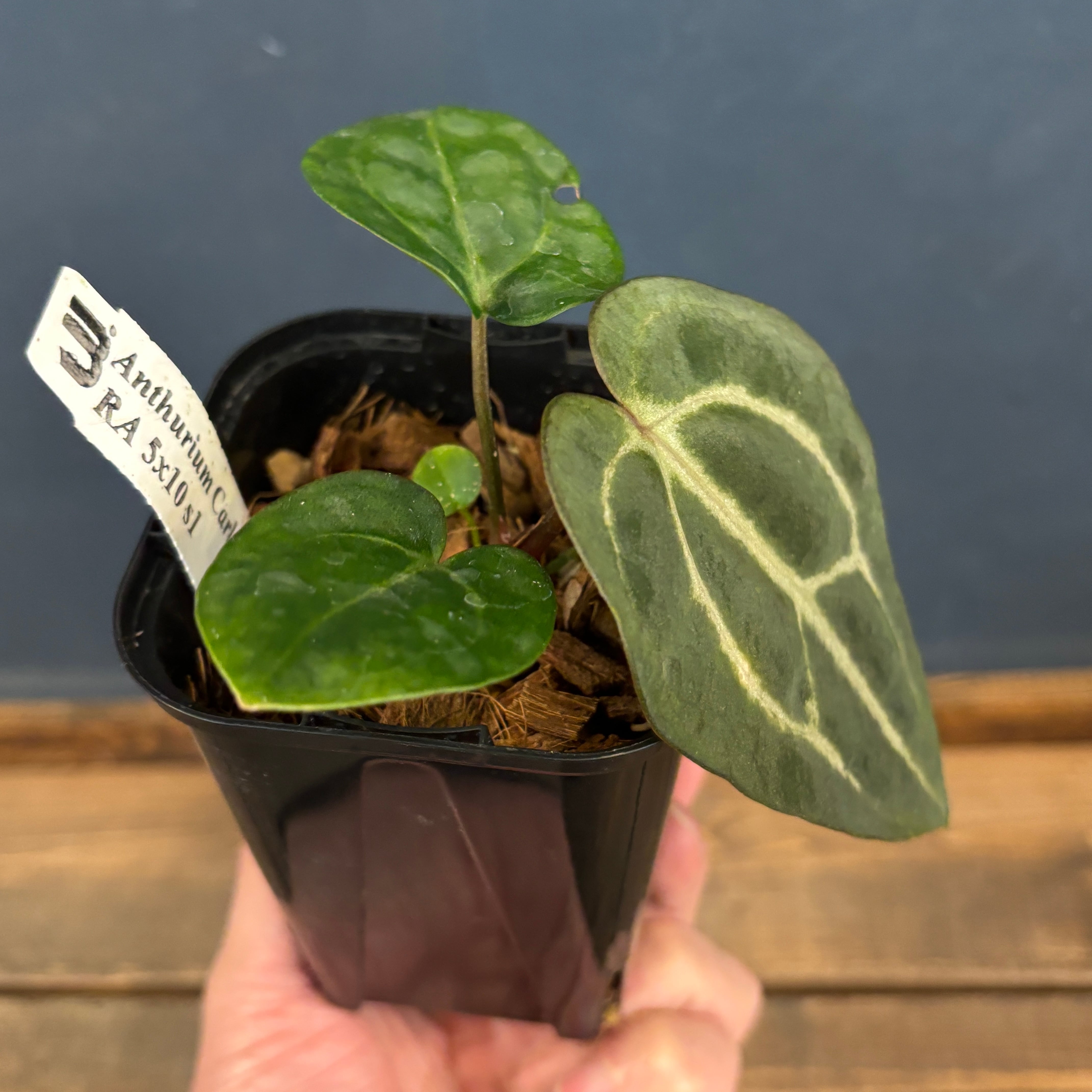 アンスリウム カーラブラッキー【1055】 | PROTOLEAF プロトリーフ