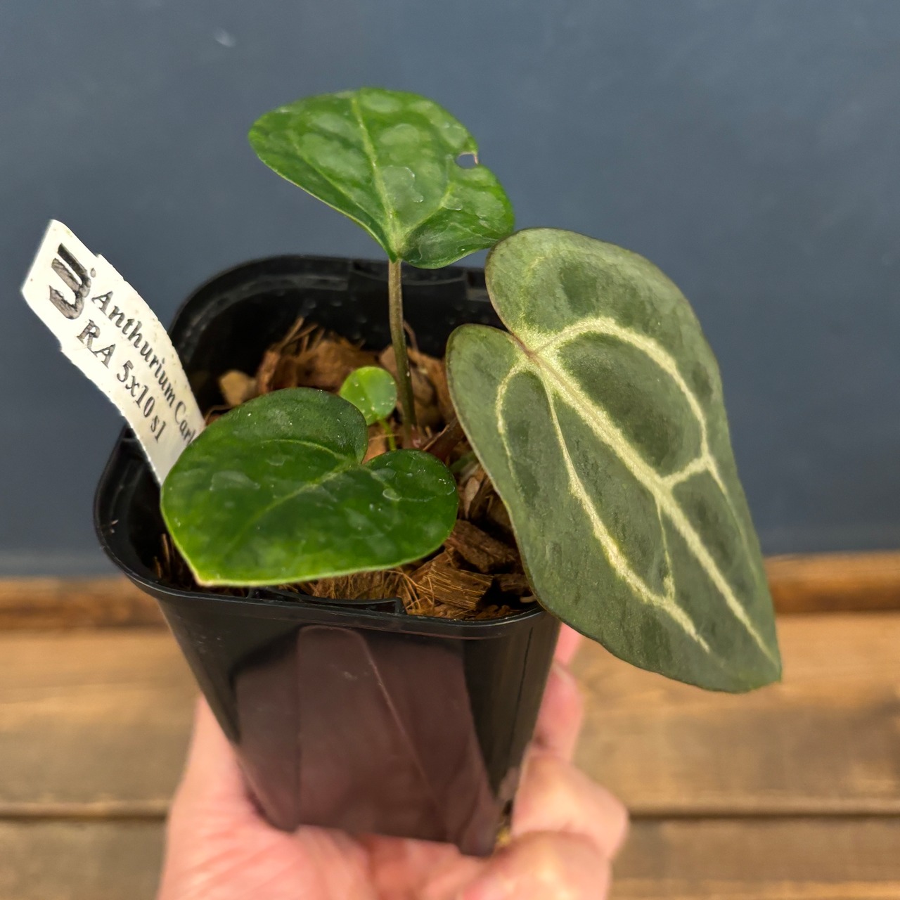 アンスリウム　カーラブラッキー【1055】