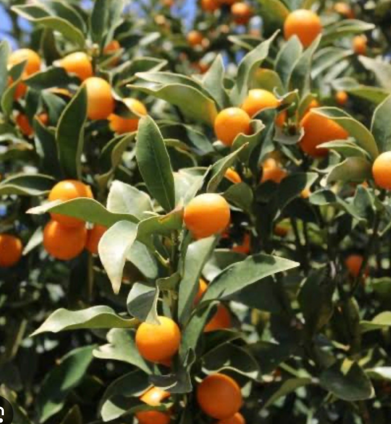 新商品 到着日4月4日(土) 『EC限定』徳島金柑チーズケーキ抽選申込 画像2