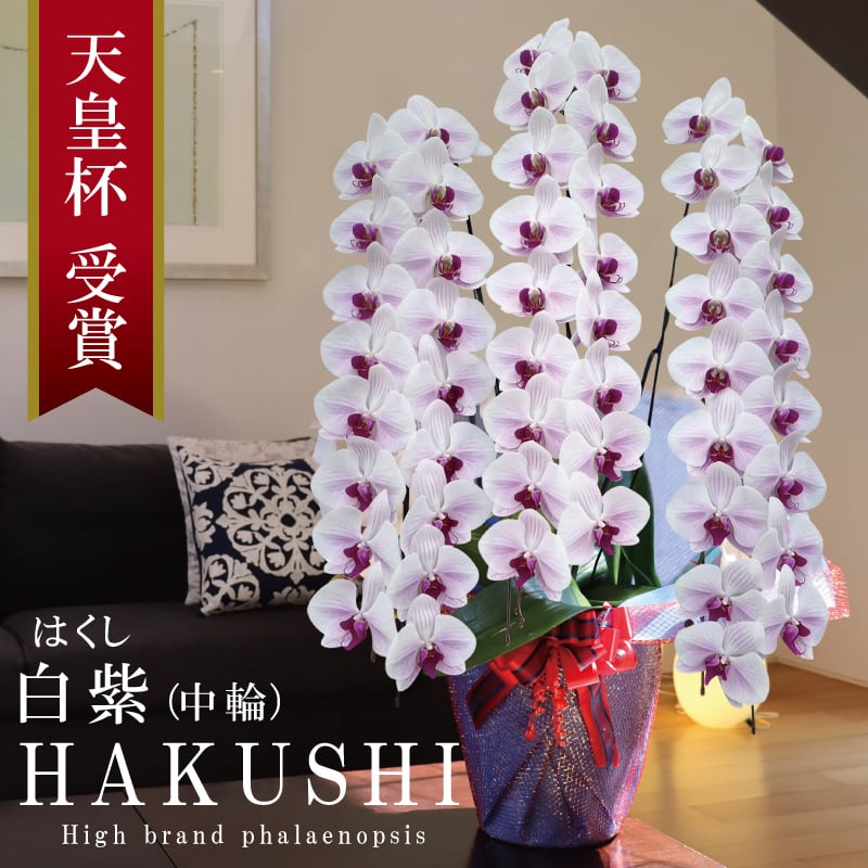 ≪開花中≫次回未定 純国産 胡蝶蘭 中輪 3本立ち 60輪～ 個性的 【白紫