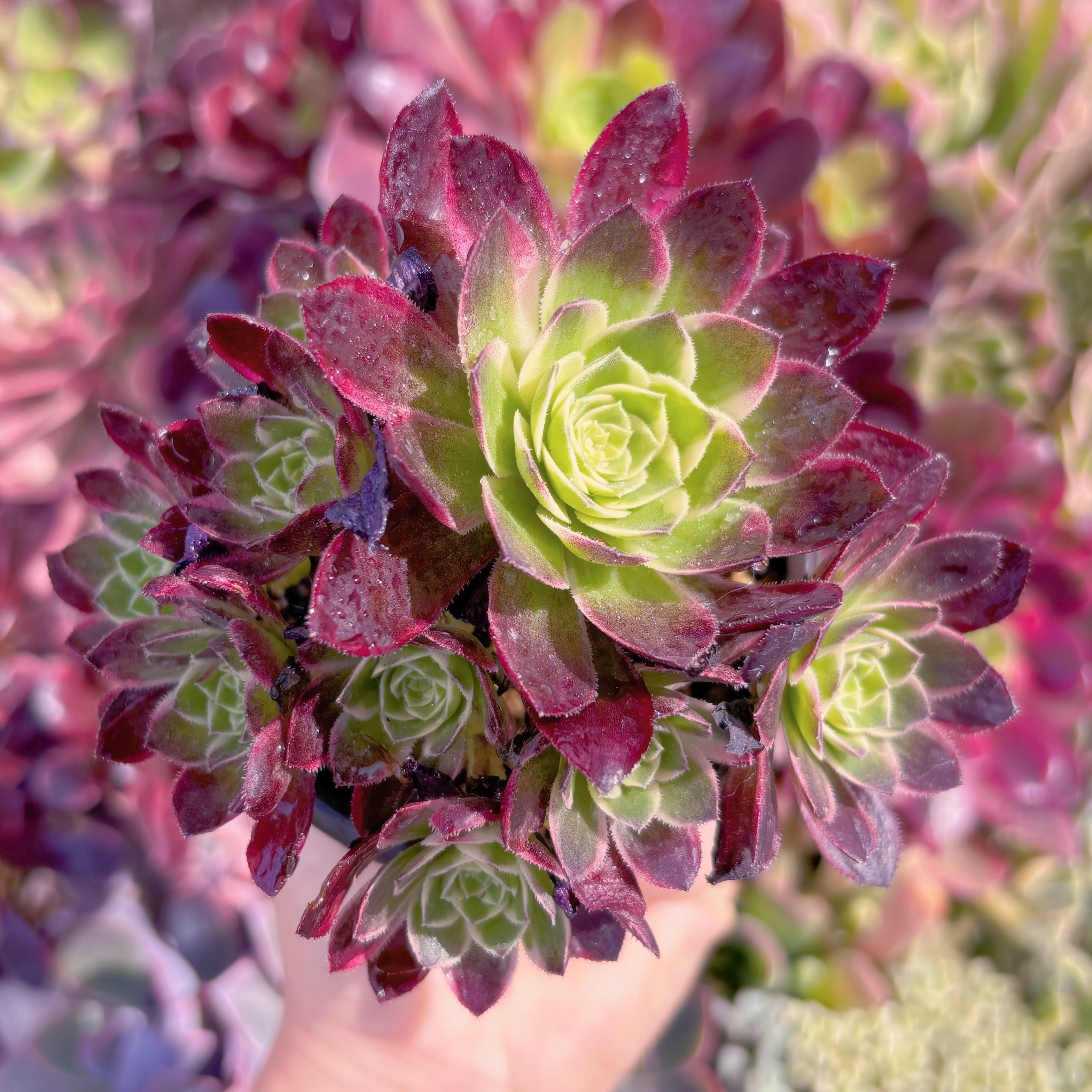 現品　海王#796　群生　新入荷　るる農園