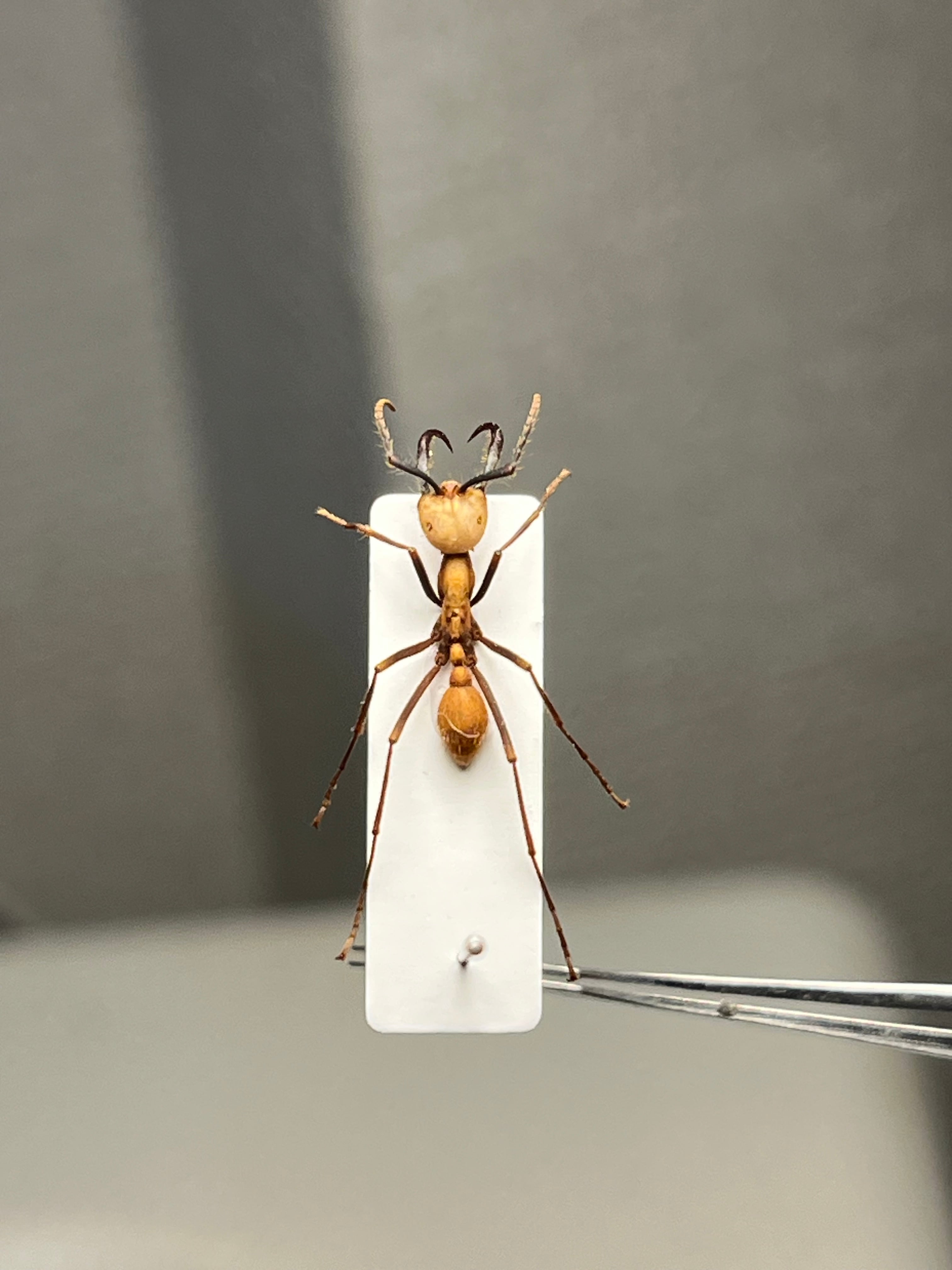 62mm】多分 赤 ゲストロイテナガコガネ カメムシサシガメ甲虫昆虫標本