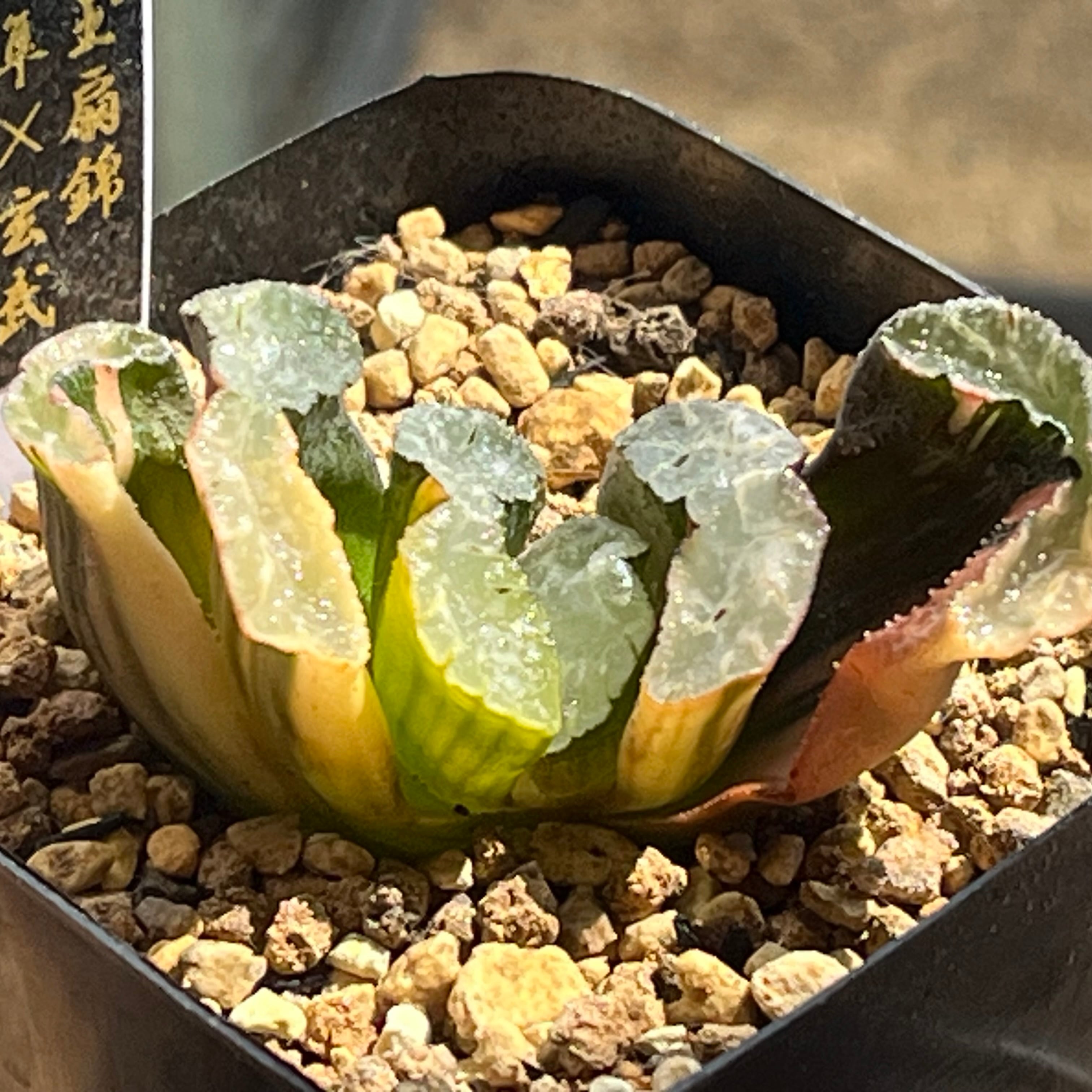 ハオルチア 玉扇錦 隼×玄武 | mocono_plants