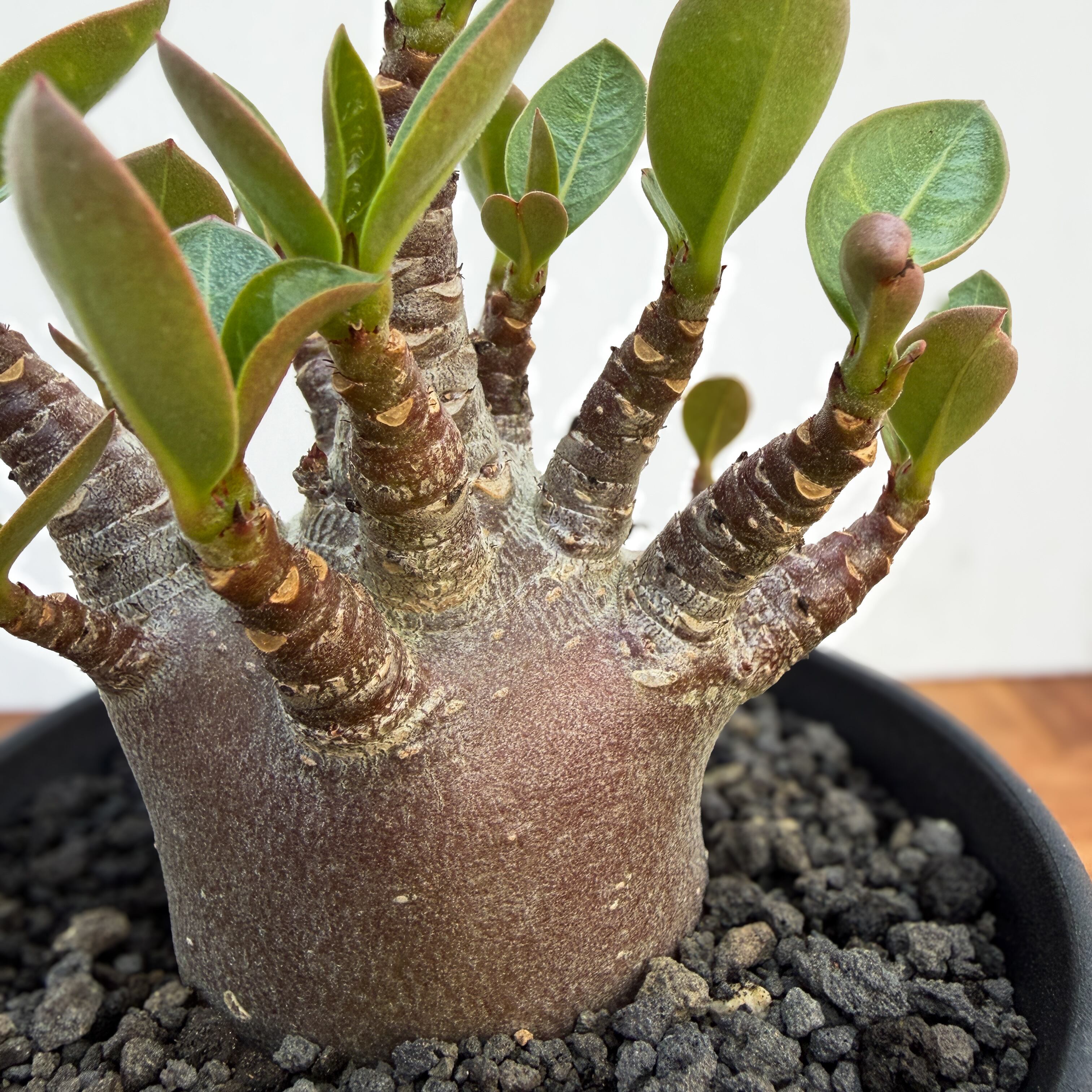 Adenium Arabicum 'Dark Skin'【アデニウムアラビカム・黒肌
