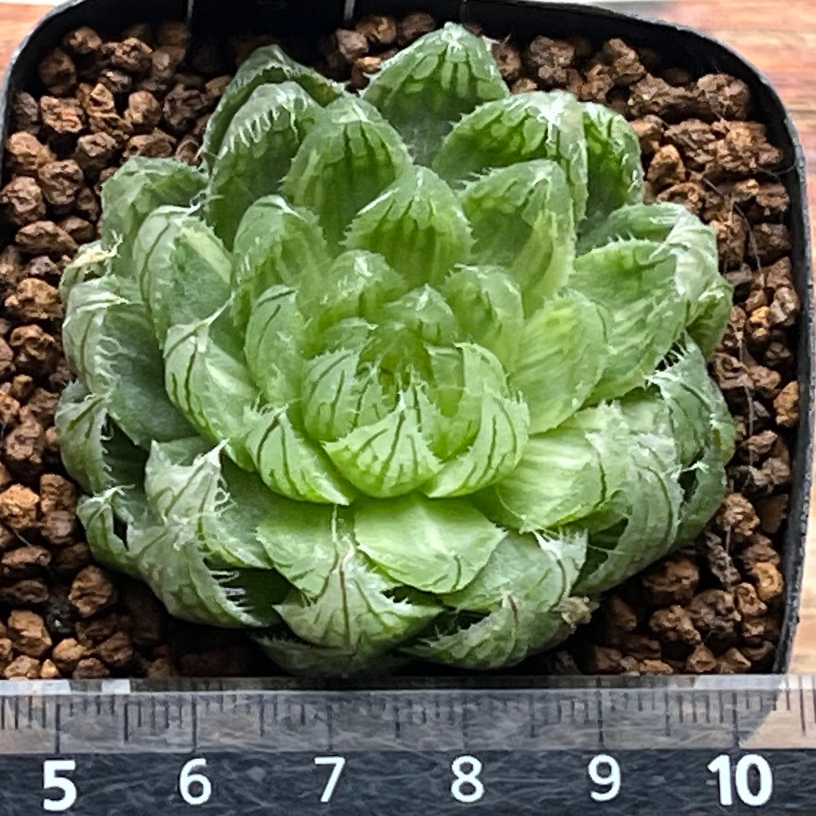 ハオルチア エメラルドLED錦 | mocono_plants