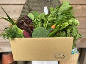 [彩り豊か！イタリア野菜も入った]旬の野菜セット