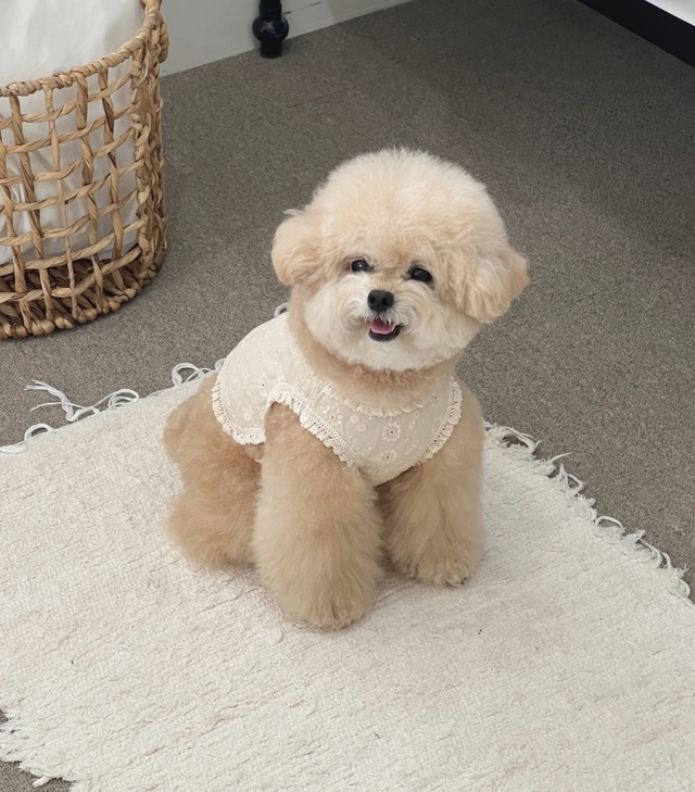 〈予約アイテム〉EYOU ノースリーブ / キャンディバーフォレスト(アイボリー)