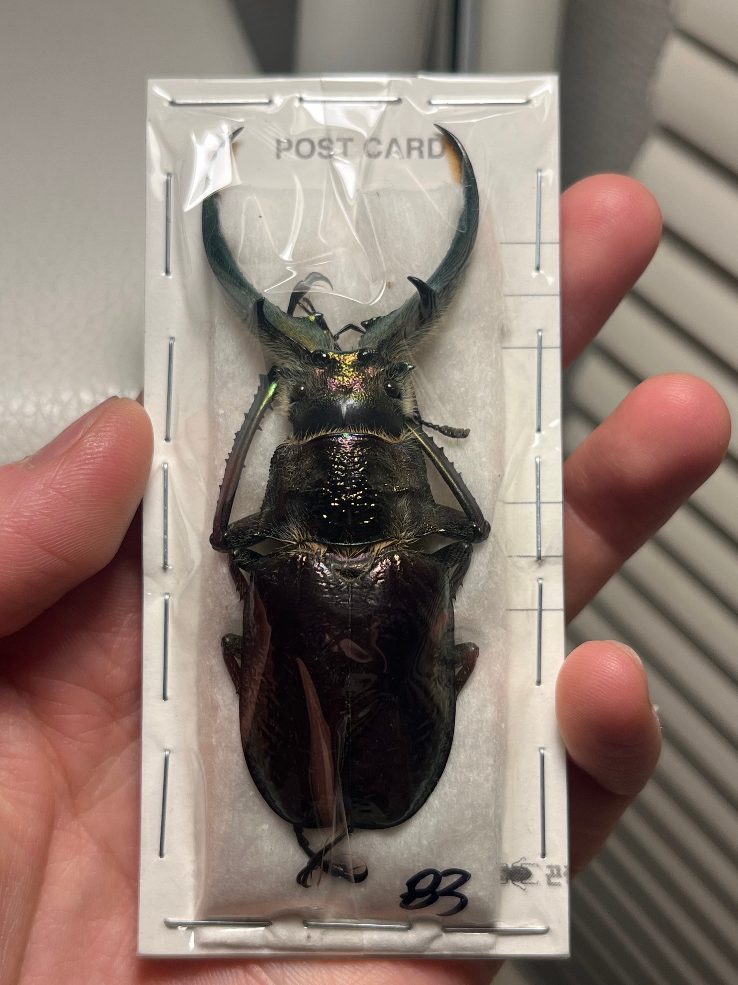 PARATYPE】ホロメタリクスチリクワガタ 56mm シワバネクワガタ