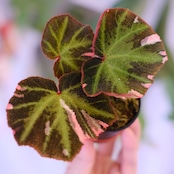 Begonia soli mutata Variegated│ベゴニア ソリムタータ バリエガータ ピンク│観葉植物