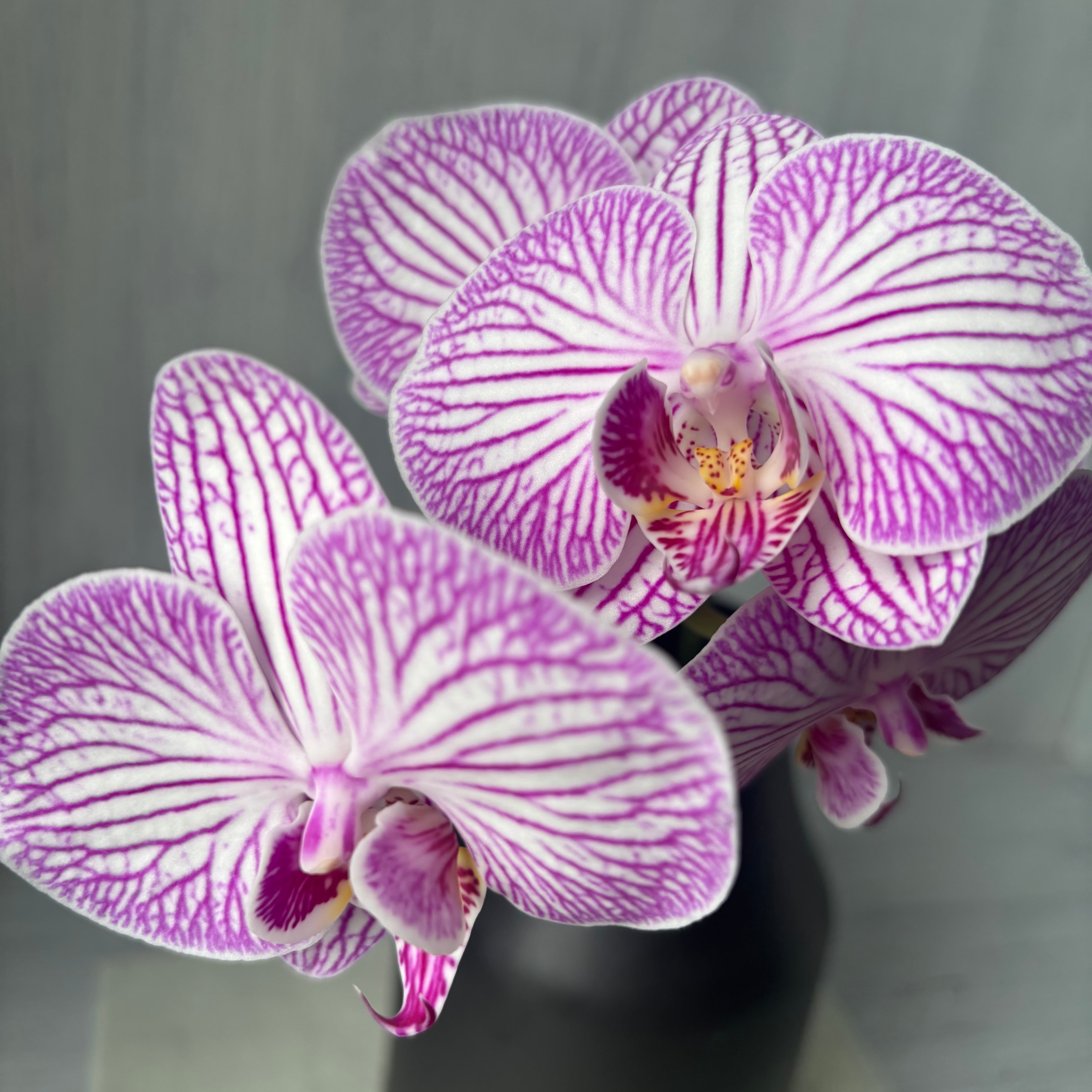 ピンク | 新鮮お花問屋 Jp-Farmers.com
