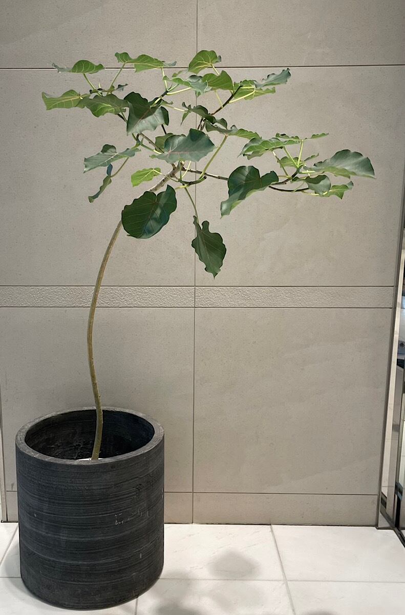 フィカスペティオラリス 街のお花屋さん