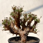 Othonna euphorbioides【オトンナ・ユーフォルビオイデス・実生】